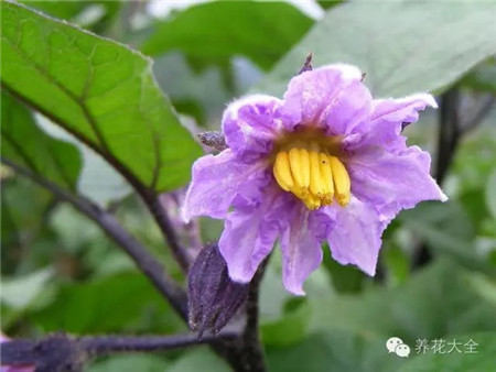 茄子花 茄子花