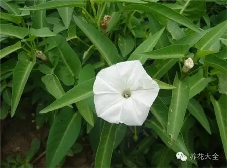 空心菜 空心菜