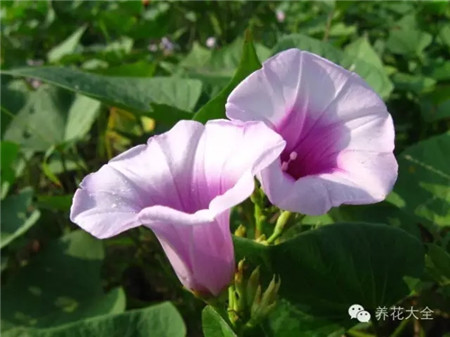 蔬菜开花也可以美炸天