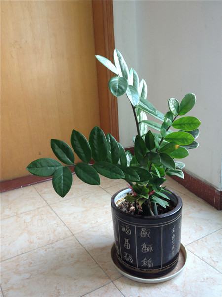 金钱树应该怎么修剪 - 花百科