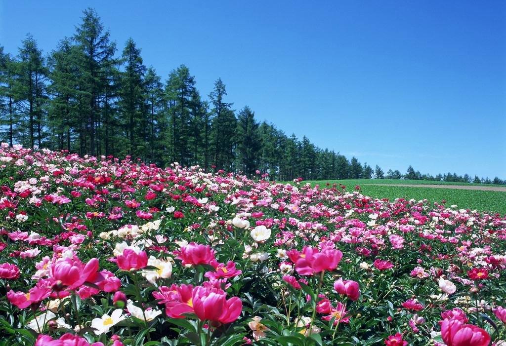 山茶花花语及传说 - 花百科