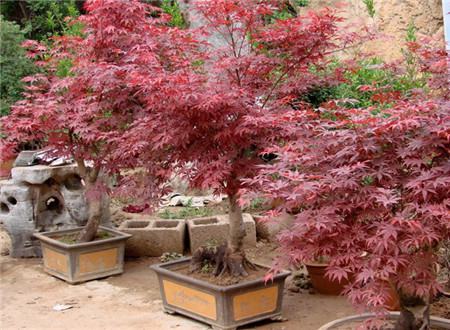 日本红枫盆景怎么养 - 花百科