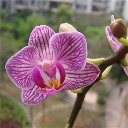 蝴蝶兰花语大全