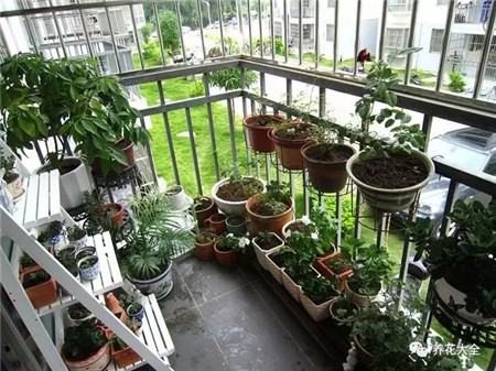 朝南的阳台: 光照时间长,温度高,可以养一些喜欢阳光的花草,比如米兰