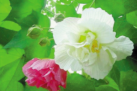 木芙蓉花的花语和传说