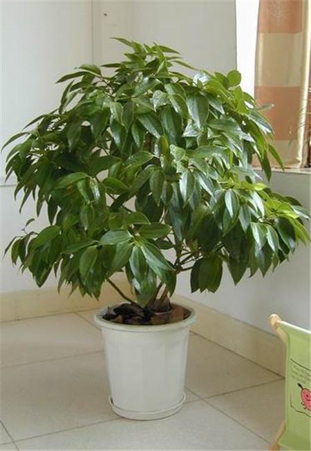 平安树的花语与传说