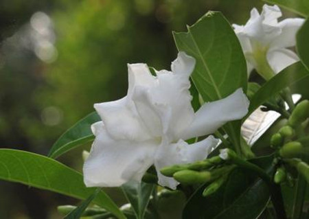 狗牙花 狗牙花