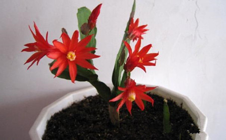 假昙花有哪些品种