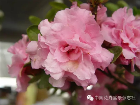 家里养这样一盆杜鹃盆景过年倍儿有面子