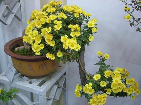 家里养菊花对风水怎么样