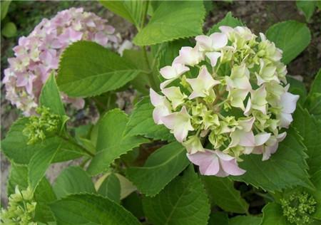 八仙花自然转变成绿色 八仙花自然转变成绿色