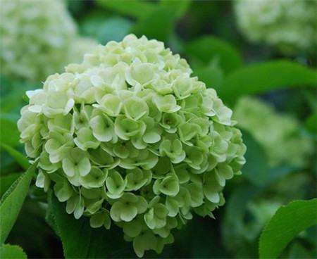 八仙花随着时间的增长变成绿色 八仙花随着时间的增长变成绿色