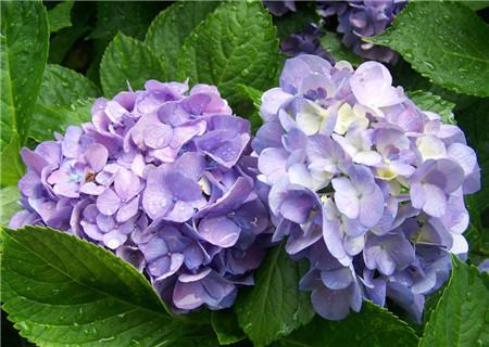 八仙花随着气候的变化而变成绿色 八仙花随着气候的变化而变成绿色