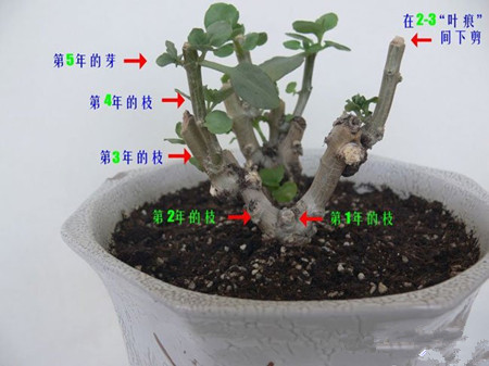 长寿花怎么修剪枝条
