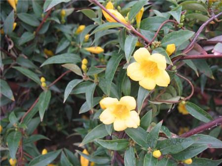 法国香水花什么时候开花