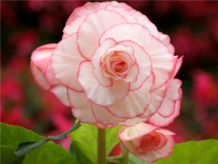 球根海棠什么时候开花