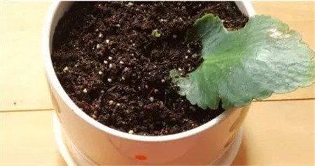 经过细心的养护,长寿花就会发芽了,要耐心等