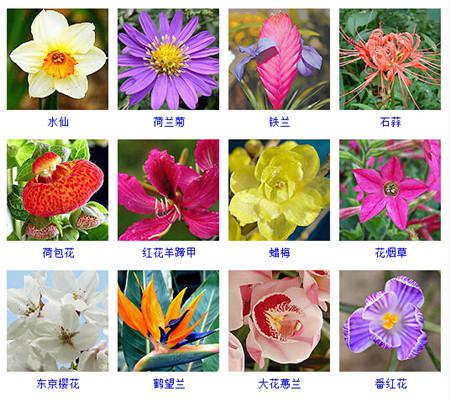 花的图片,快速识别几种花