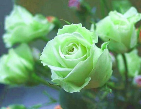 玫瑰花有哪些颜色