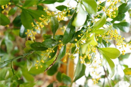米蘭花什么時(shí)候開(kāi)花 米蘭花什么時(shí)候開(kāi)花