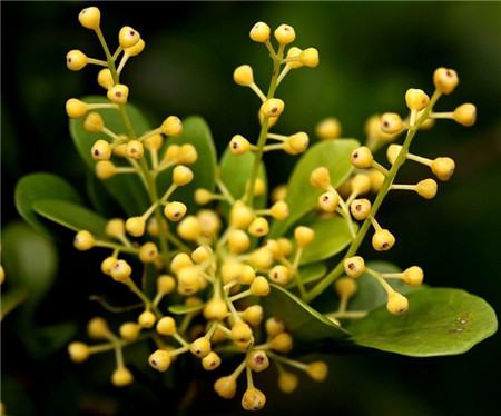 米蘭花的開(kāi)花注意事項(xiàng) 米蘭花的開(kāi)花注意事項(xiàng)