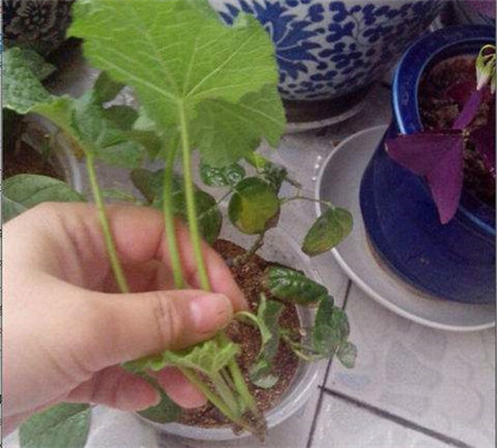 栽植之后一个月就可以移栽啦,将已经生根的蜀葵幼苗移栽到其他的盆中