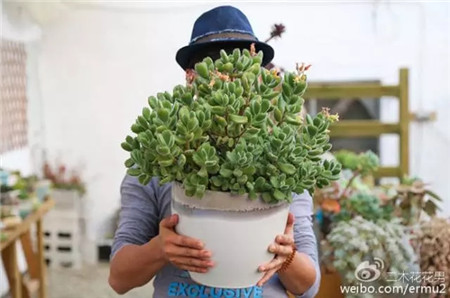 多肉从牙签苗长到比脸大,功臣竟是它