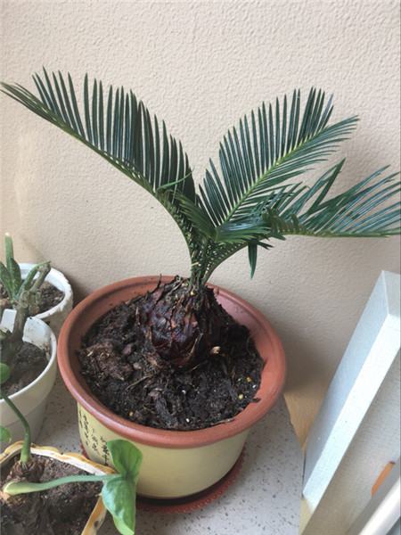 苏铁为著名的观赏树种,其寿命长且外形优美大方,具有古雅的树形,粗壮