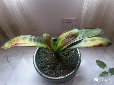 家里养的君子兰快死了,这样就能救