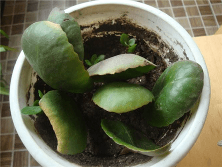 4,在长寿花发芽期间,要控制浇水,因为长寿花是肉质茎秆,有很好的保