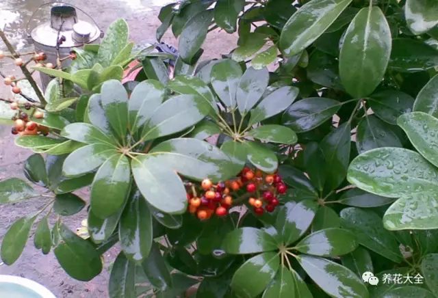 虎皮兰文竹这么养殖不仅年年开花还结满果子
