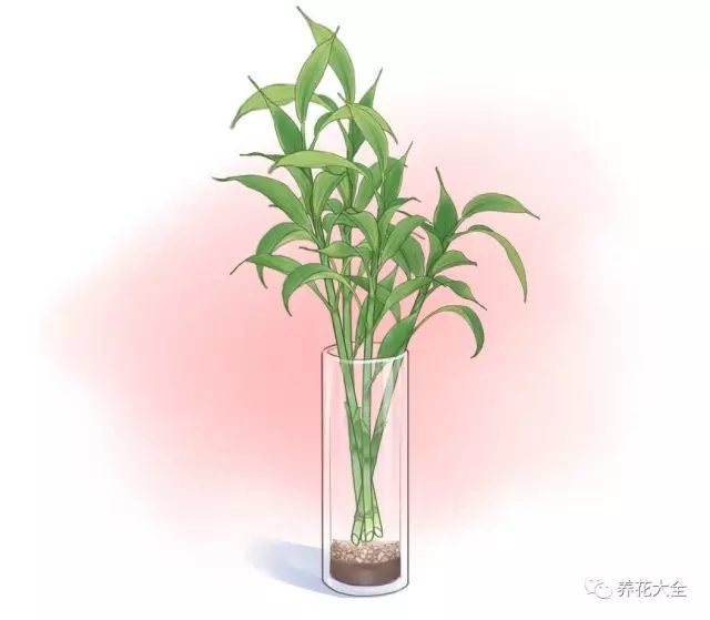 富贵竹从来不黄叶,诀窍竟然在这里!
