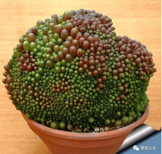 没有最丑只有更丑,奇葩多肉丑到家!