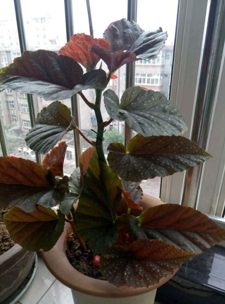 竹节海棠怎么扦插