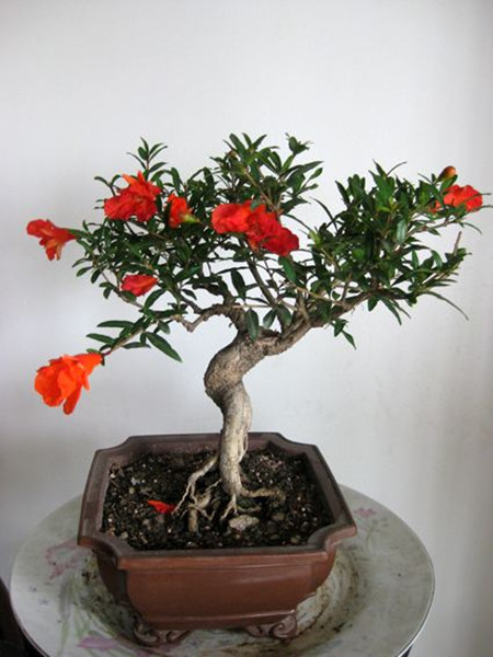 盆栽石榴花冬季掉叶子怎么办