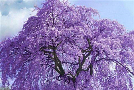 蓝花楹种子怎么种