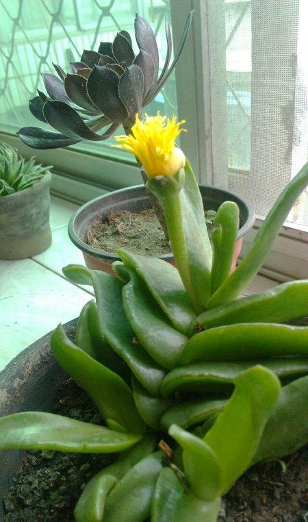佛手掌的养殖方法 - 花百科