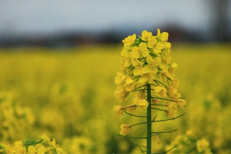 油菜花的花语及传说