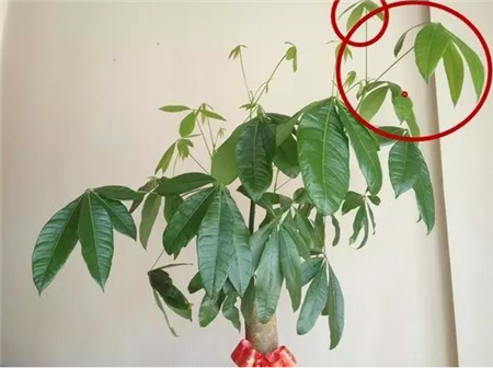 杜鹃发财树…长出这种枝,赶紧剪,花才能越长越壮,开花不断!