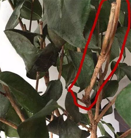 所以.看到茶花的枯枝败叶.