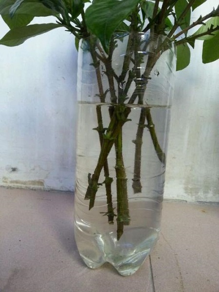 水培栀子花的养殖方法及注意事项