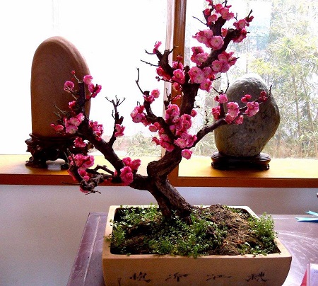 梅花盆景的养殖方法
