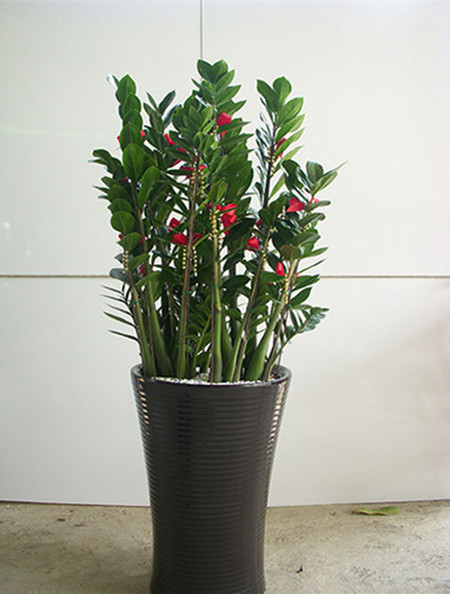 金钱树开花吗?