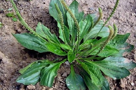 车前草的功效与作用