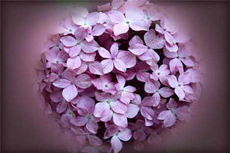 绣球花烂根怎么办