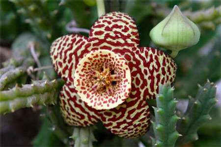 豹皮花怎么养