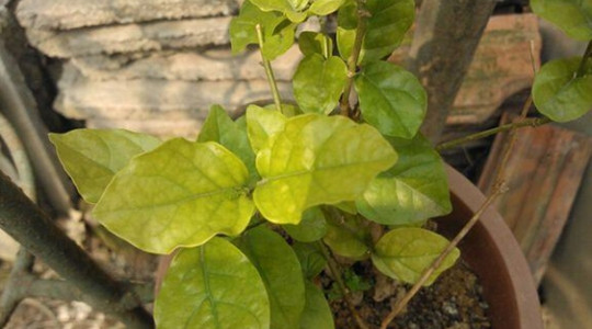 茉莉叶子发黄浇醋行吗 - 花百科
