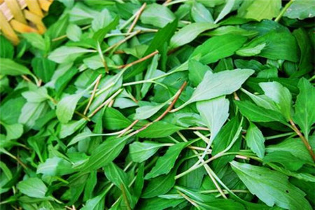 野菜种类有哪些