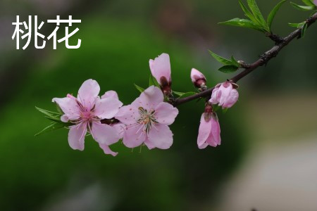 桃花