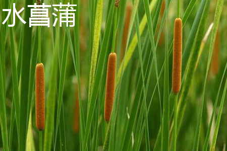 石菖蒲和水菖蒲的区别